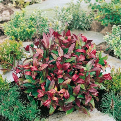 Leucothoe SCARLETTA ®  'Zeblid'