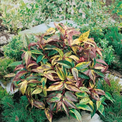 Leucothoe FONTANESIANA 'RAINBOW' = WALTERI 'RAINBOW'