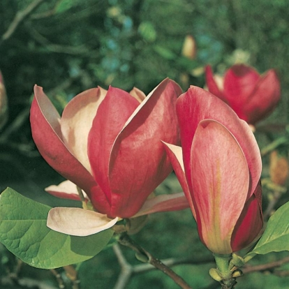 Magnolia x SOULANGEANA 'RUSTICA RUBRA'