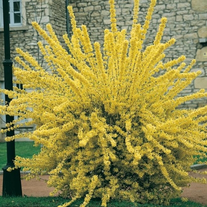 Forsythia x INTERMEDIA 'LYNWOOD'