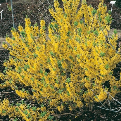 Forsythia BOUCLE D'OR ®  'COURTACOUR'