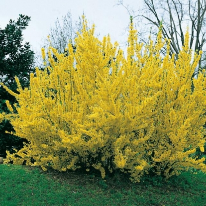 Forsythia x INTERMEDIA 'SPRING GLORY'