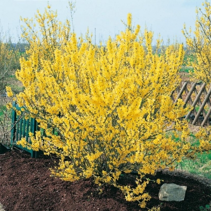 Forsythia MÉLÉE D'OR ®  'COURTANEUR'