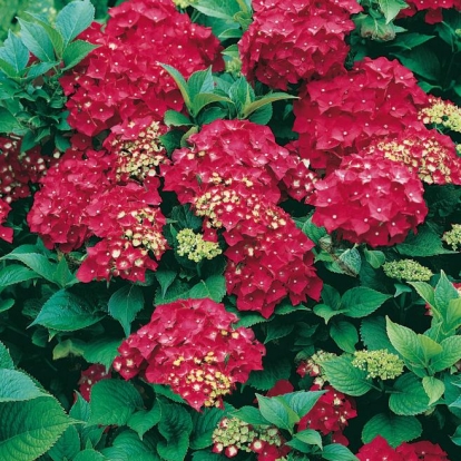 Hydrangea MACROPHYLLA 'CHAPERON ROUGE'