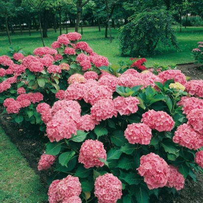 Hydrangea MACROPHYLLA 'EUROPA'