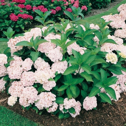 Hydrangea MACROPHYLLA 'MME E. MOUILLÈRE'