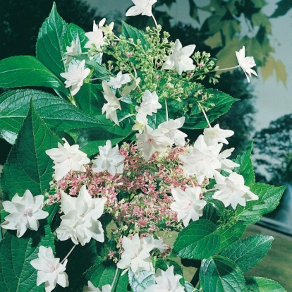 Hydrangea MACROPHYLLA 'HANABI'