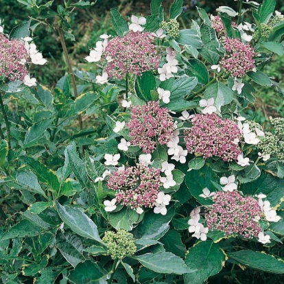 Hydrangea MACROPHYLLA 'TRICOLOR'