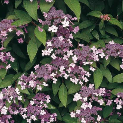 Hydrangea VILLOSA