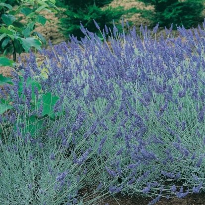 Lavandula 'Sawyers hybrid'