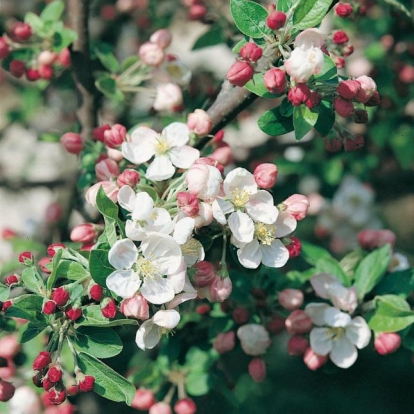 Malus Perpetu® 'Evereste' dettaglio dei fiori