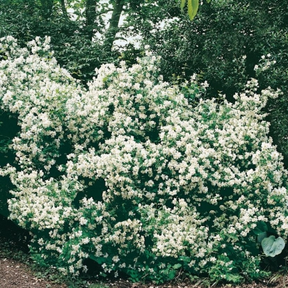 Philadelphus 'Belle Étoile'