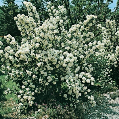 Philadelphus 'BOUQUET BLANC'