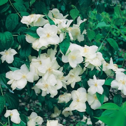 Philadelphus 'Natchez'