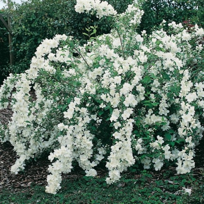 Philadelphus WHITE ROCK® 'Pekphill'