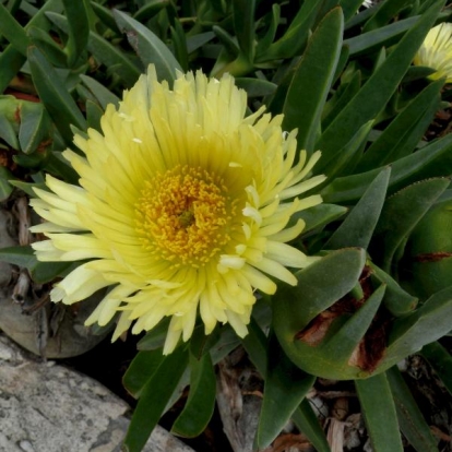 Carpobrotus edulis