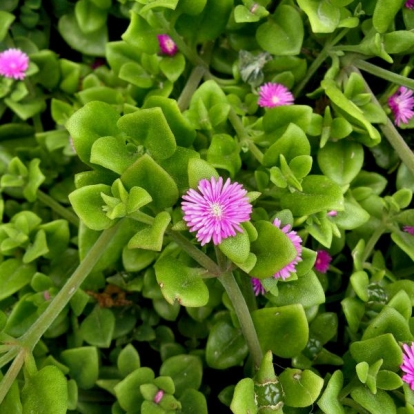 Aptenia cordifolia