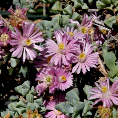 Oscularia deltoides