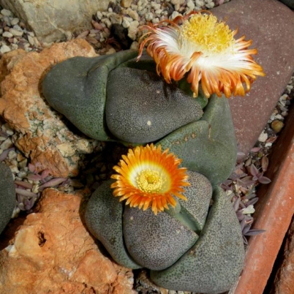 Pleiospilos nelii