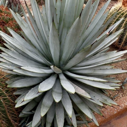 Agave macroacantha