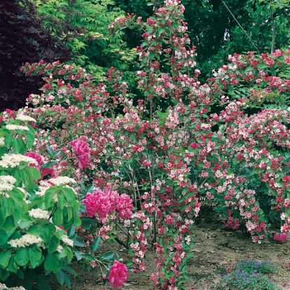 Weigela CARNAVAL® 'Courtalor'