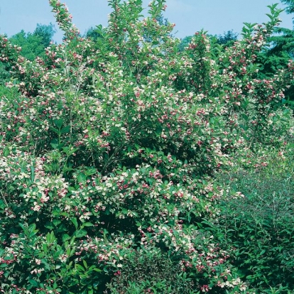 Weigela MARJORIE