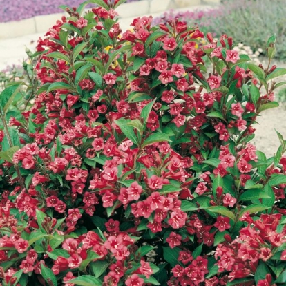 Weigela 'NEWPORT RED'