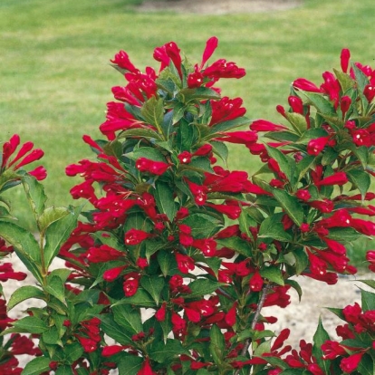 Weigela 'RED PRINCE'