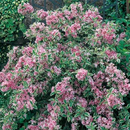 Weigela FLORIDA 'NANA VARIEGATA'