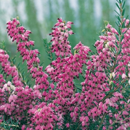 Erica x DARLEYENSIS 'Arthur Johnson'