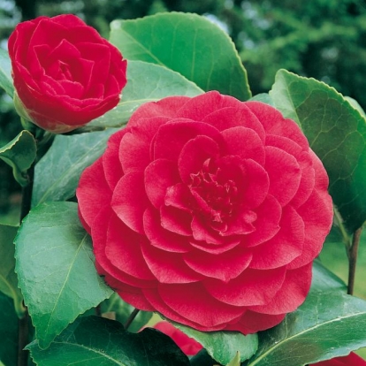 Camellia JAPONICA 'Bella Lambertii'