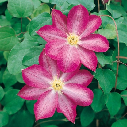 Clematis 'ASAO'