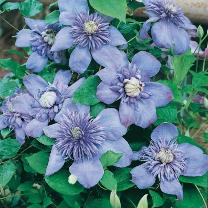 Clematis 'BLUE LIGHT'