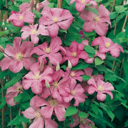 Clematis 'COMTESSE DE BOUCHAUD'