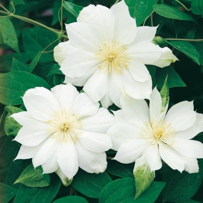 Clematis 'DUCHESS OF EDINBURGH'