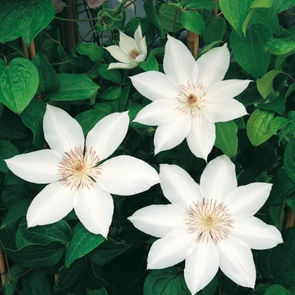 Clematis 'HENRYI'