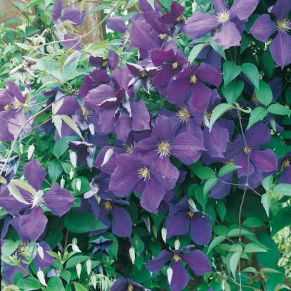 Clematis 'JACKMANII'