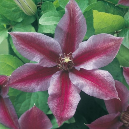 Clematis 'Mrs N. THOMSON'