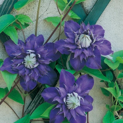 Clematis 'MULTIBLUE'