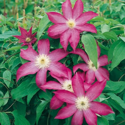 Clematis 'PINK CHAMPAGNE'