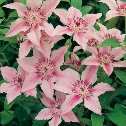 Clematis 'PINK FANTASY'