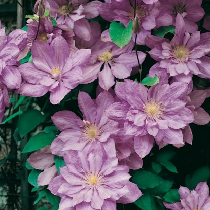 Clematis 'PROTEUS'