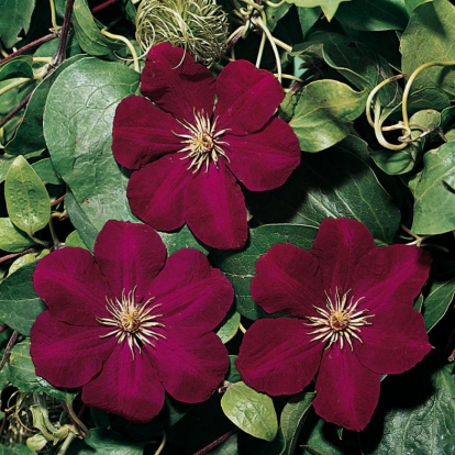 Clematis 'ROUGE CARDINAL'