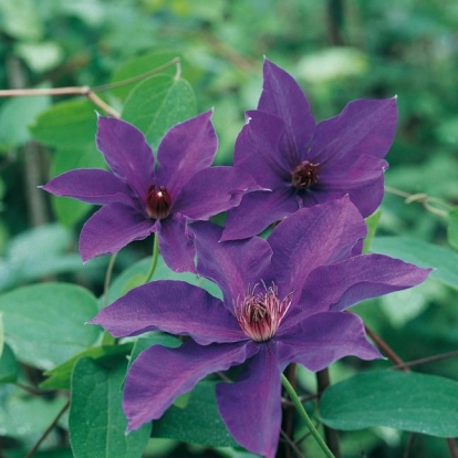 Clematis 'THE PRESIDENT'