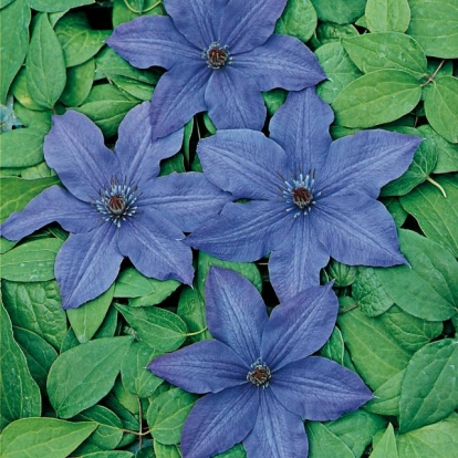 Clematis 'VIOLE CHARM'