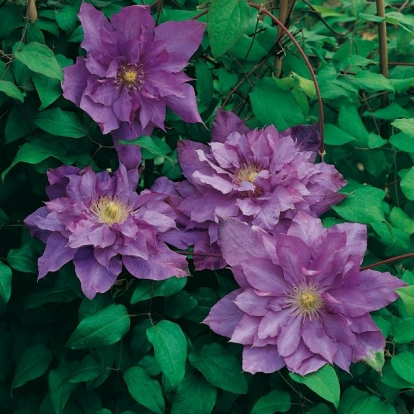 Clematis 'VYVYAN PENNELL'