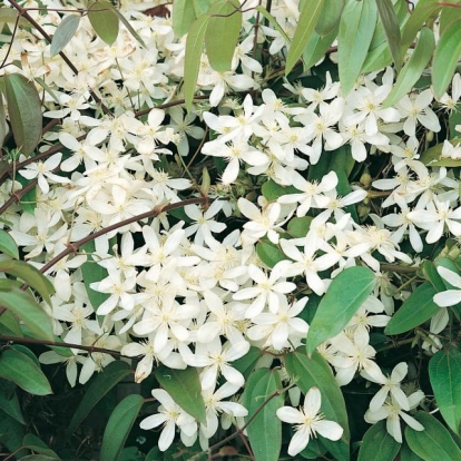 Clematis ARMANDII