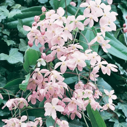 Clematis ARMANDII 'Apple Blossom'