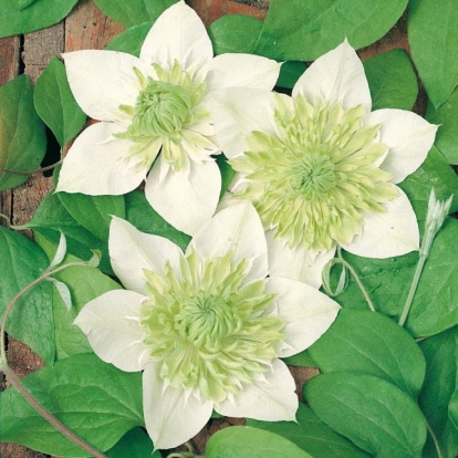 Clematis FLORIDA 'Alba Plena'