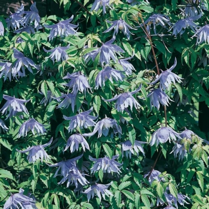 Clematis MACROPETALA